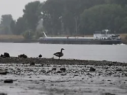 Nach einstelligen Werten: Wasserstand im Rhein steigt leicht an