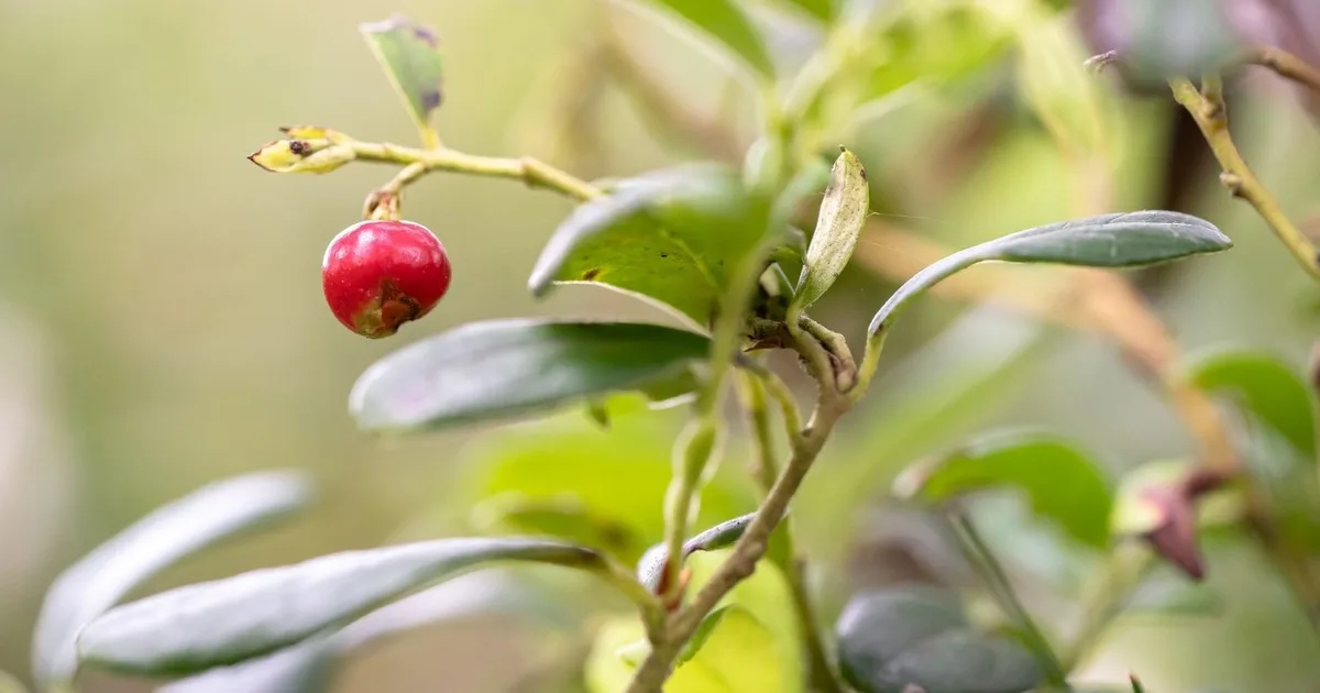 En 1825 pensaron que era buena idea plantar esta especie en Hawái para alimentar a la población; 200 años después, es un árbol que se expandió sin control y las autoridades combaten con drones e insectos