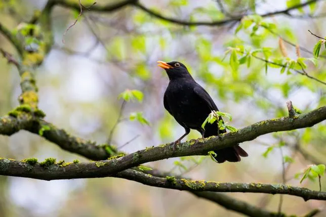 Pourquoi nous apprécions certains chants d’oiseaux plus que d’autres