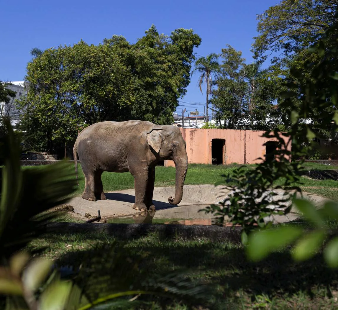 Mais um na rota de MS: elefante "Sandro" cruzará o Estado rumo a Santuário
