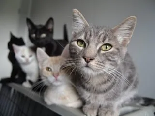 Vos chats se sentent-ils bien chez vous ? Ce guide, inspiré du violentomètre, vous aide à améliorer leur qualité de vie