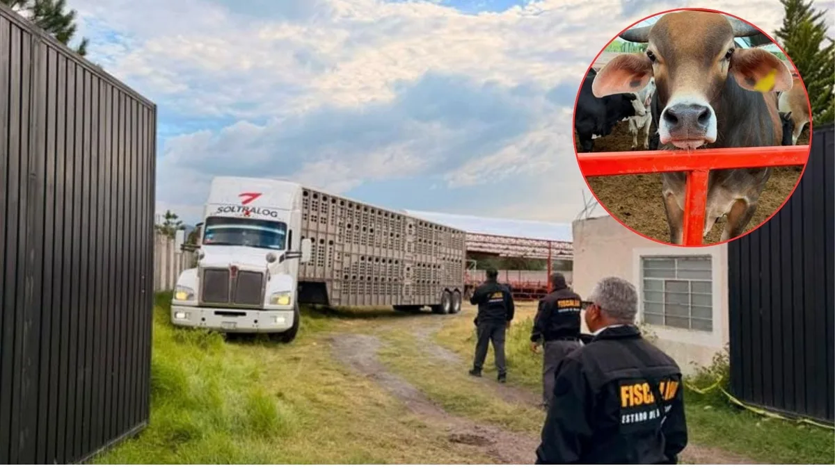 GPS delata a ladrones de ganado: autoridades recuperan 136 reses en Otumba, Edomex