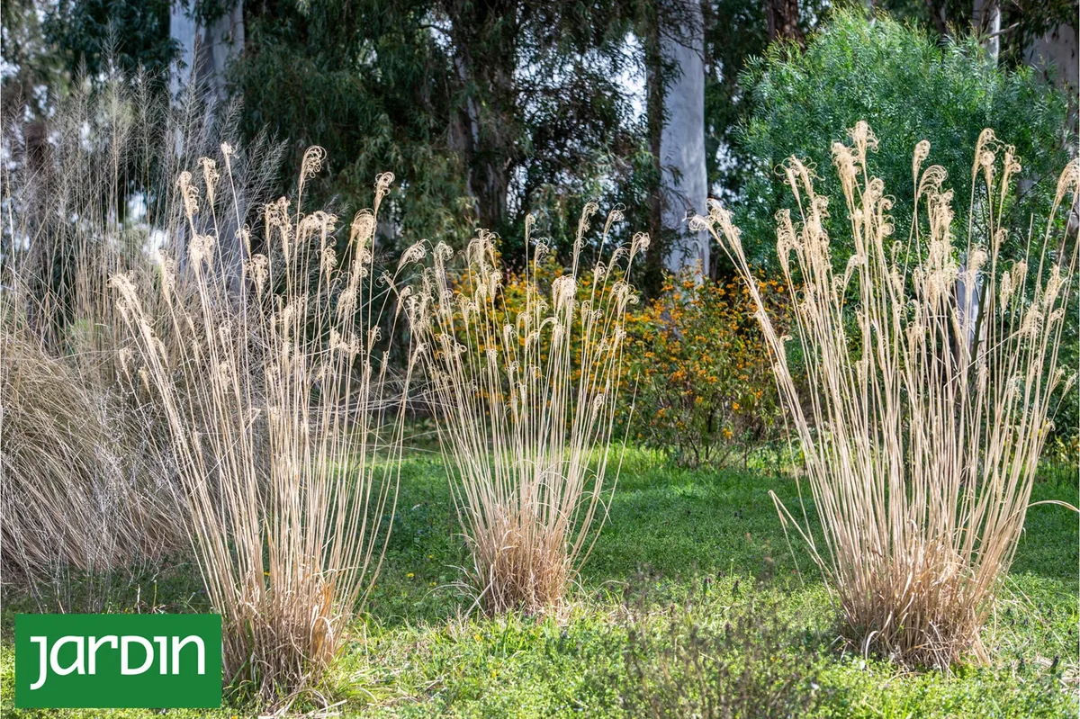 Por qué las flores secas ganan cada vez más espacio en el diseño