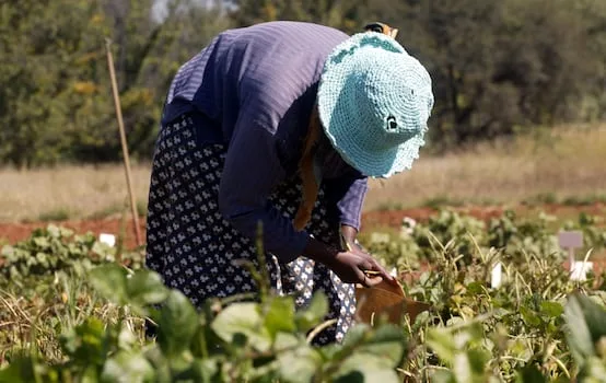 MADALI CHIBAMBU | Gauteng women farming their way to economic freedom