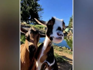 WATCH: Runaway goat finds love, forever home