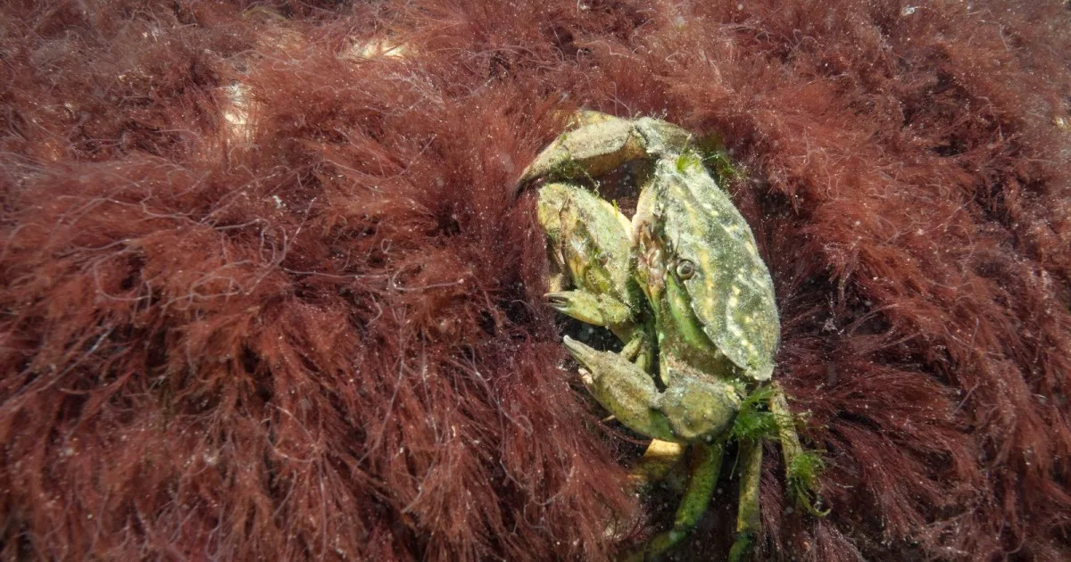 El cangrejo invasor de Patagonia: analizaron 79 ejemplares y encontraron una historia más compleja