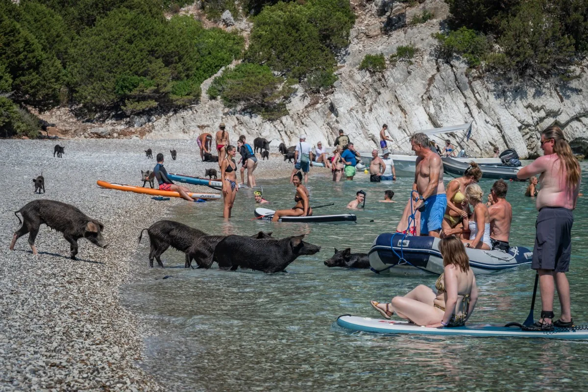 Porcos no mar: veja imagens de praia paradisíaca que viralizou