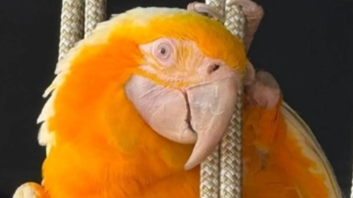 Sydney-wide search underway for rare $30,000 yellow and white macaw which escaped enclosure