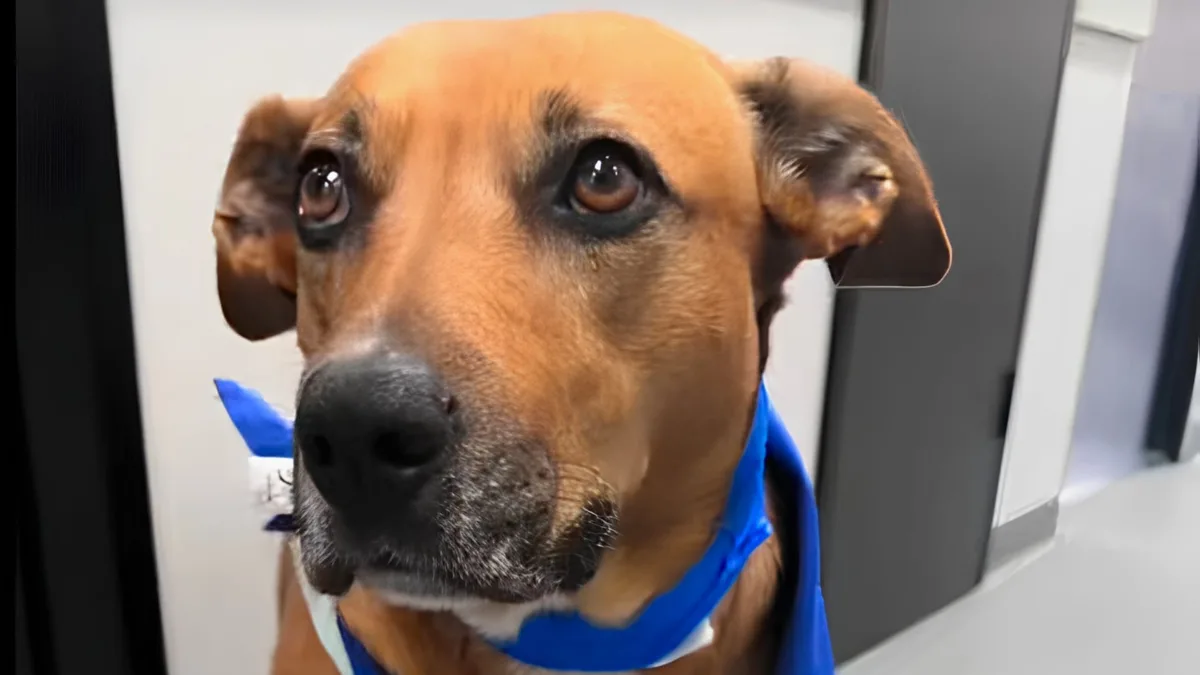 Nala, la perrita que acompaña a otros perros que se enfrentan solos a la eutanasia: “Son animales de manada; están programados para buscar protección y guía”