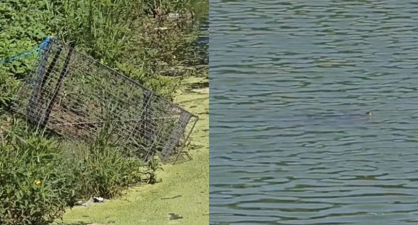 EN VIDEO: Capturan a los caimanes que viven en la laguna del campo de golf de Caraballeda, este es el motivo