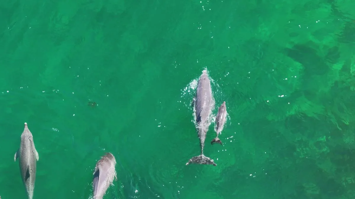 Dolphins being pushed to extinction twice as fast from being fed by tourists, experts reveal