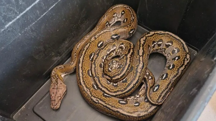 Un python réticulé de 2,50m recueilli par les pompiers de l'unité d'intervention animalière à Bagnols-sur-Cèze