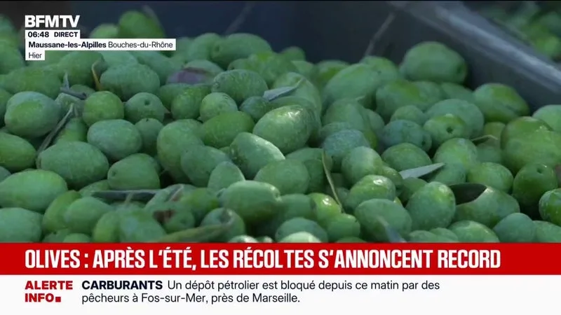Après de nombreuses vagues de chaleur, les producteurs d'olives entament une très bonne récolte
