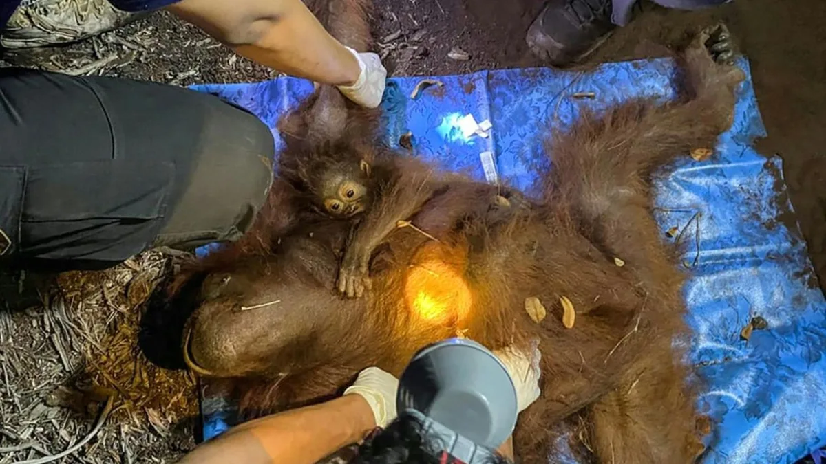 Organ-Utan-Mutter mit Jungtier von Baum in Waldbrandgebiet in Indonesien gerettet