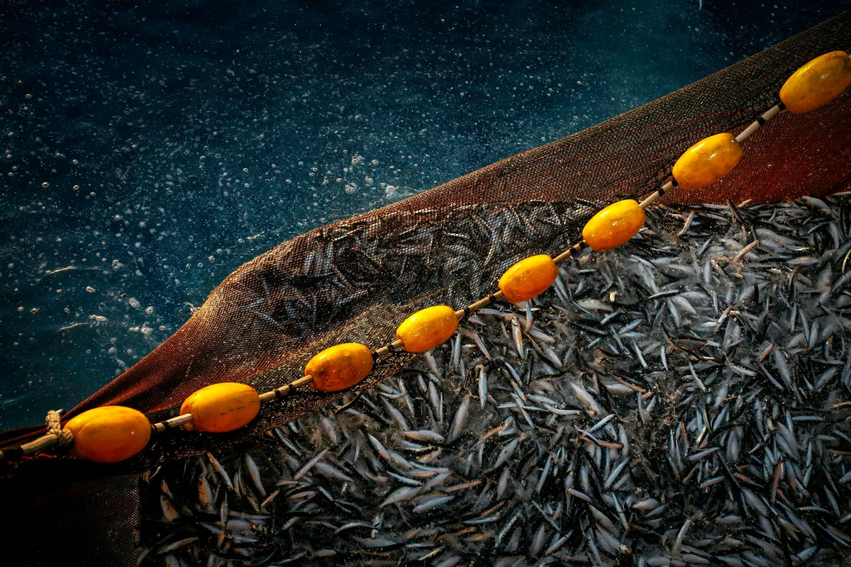 Climate change may halve omega-3 fatty acids in fish and the organisms they eat