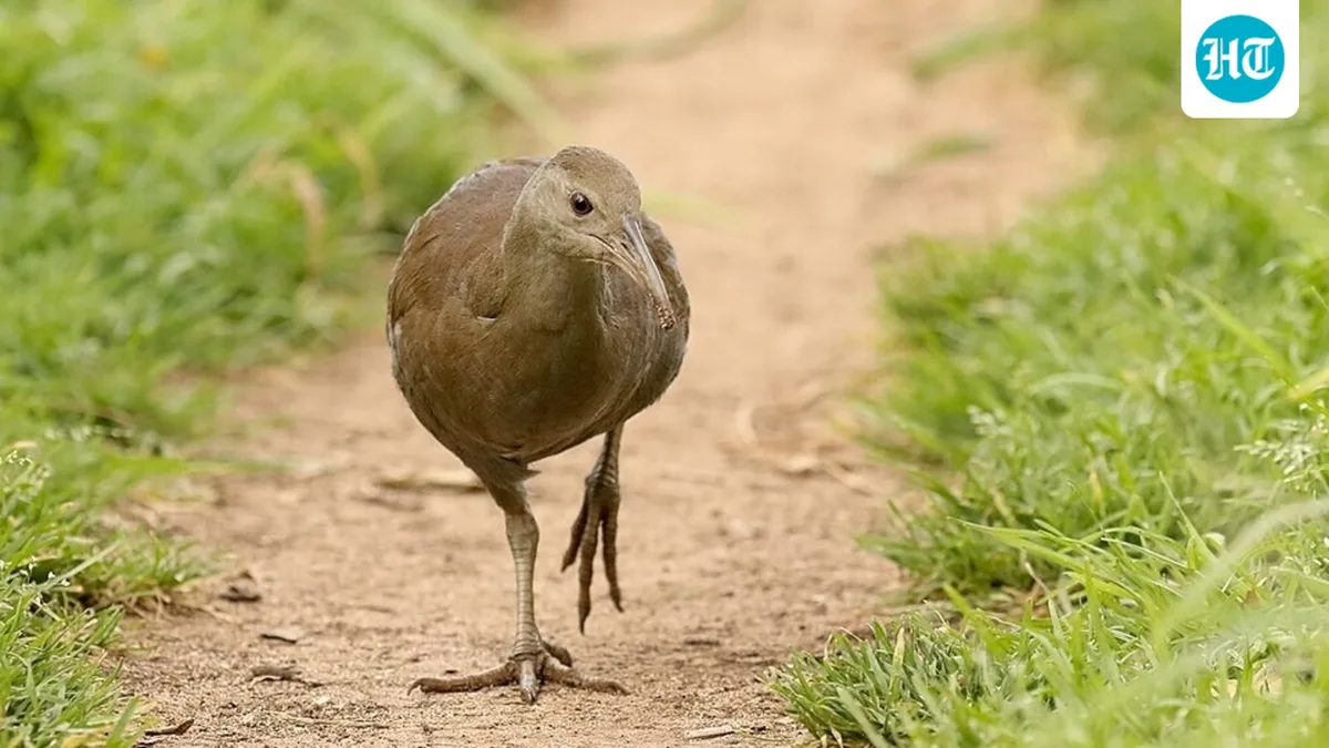 In the 1970s, feral pigs and cats left fewer than 30 Lord Howe woodhens; after the pigs went and a 2019 rat purge, at least 1,638 now roam the island