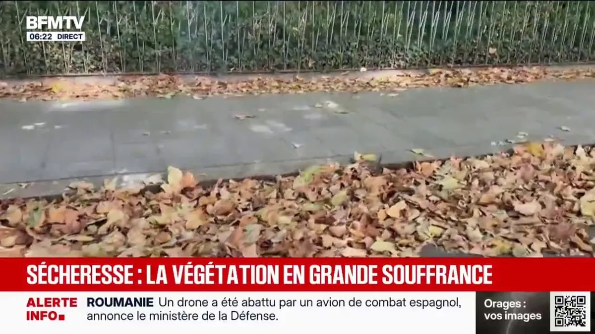 Canicule, sécheresse... La végétation souffre des fortes chaleurs