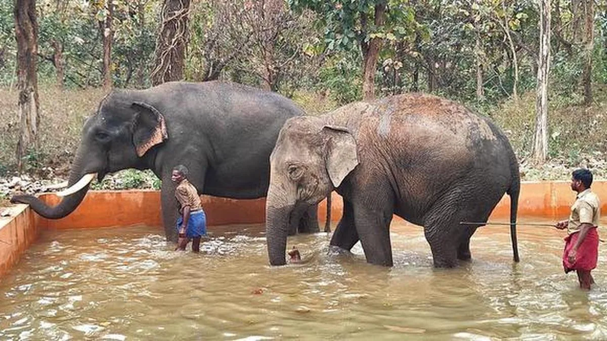 Chadivayal elephant camp open to visitors from October 16
