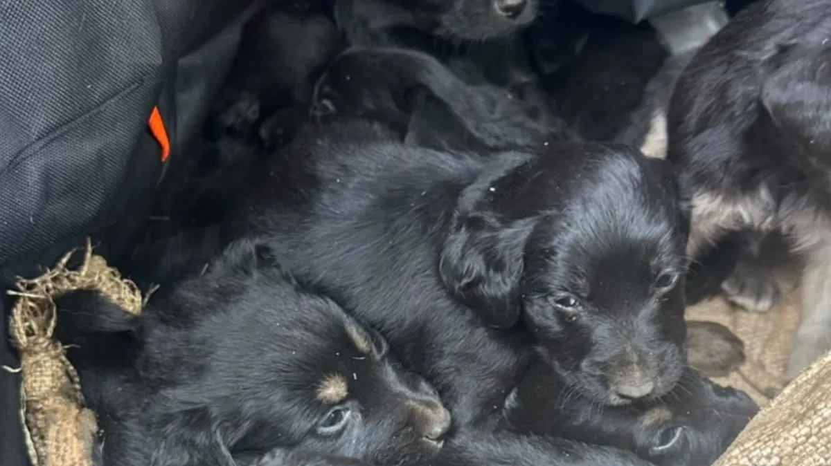 Motociclista resgata dez filhotes de cães abandonados dentro de saco amarrado no interior de SP
