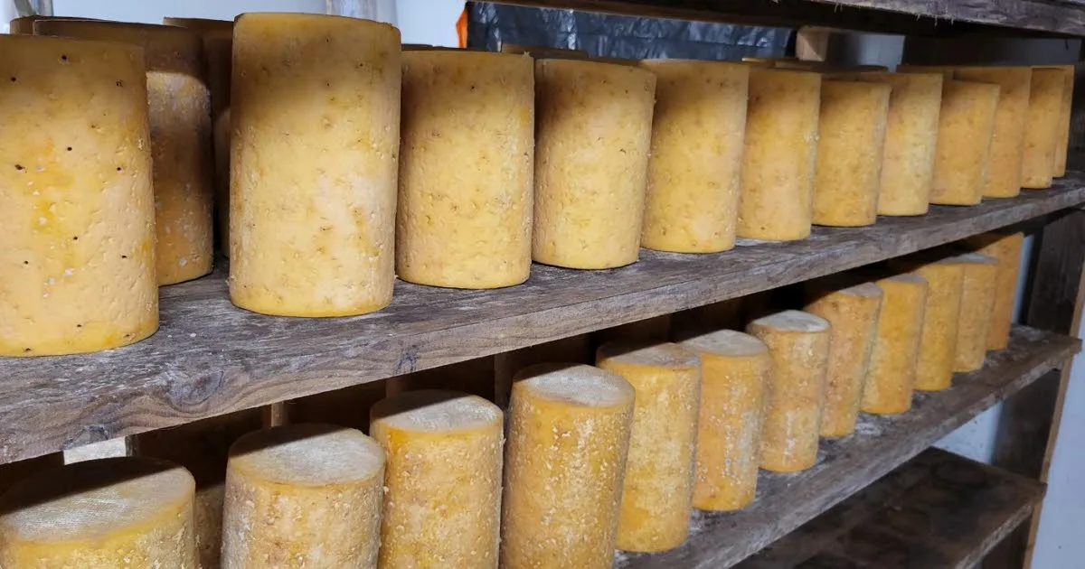 Loire. La production des fourmes de Montbrison pas impactée par la canicule... pour le moment