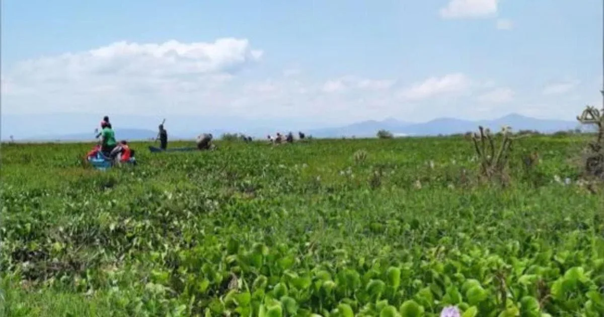 La planta que asfixia los lagos de África y puede acabar con el plástico
