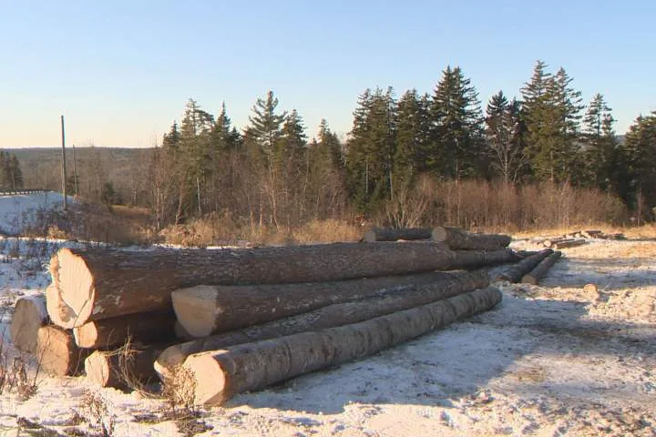 AI-driven project to modernize New Brunswick forestry getting $50M boost from Ottawa
