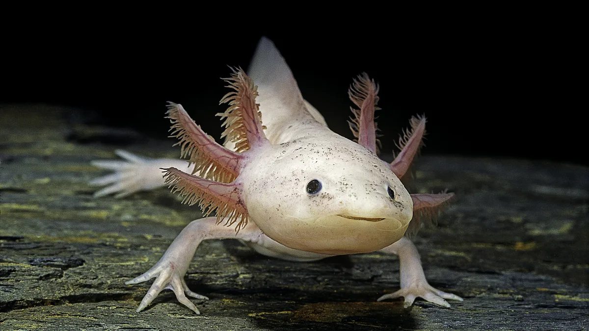 Die rätselhaften Fähigkeiten des Axolotl
