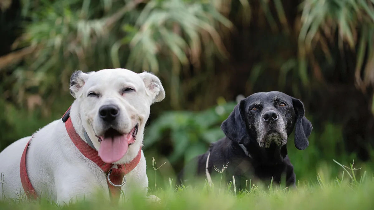 ¿Cuántos años tiene realmente tu perro? Así puedes calcular su edad