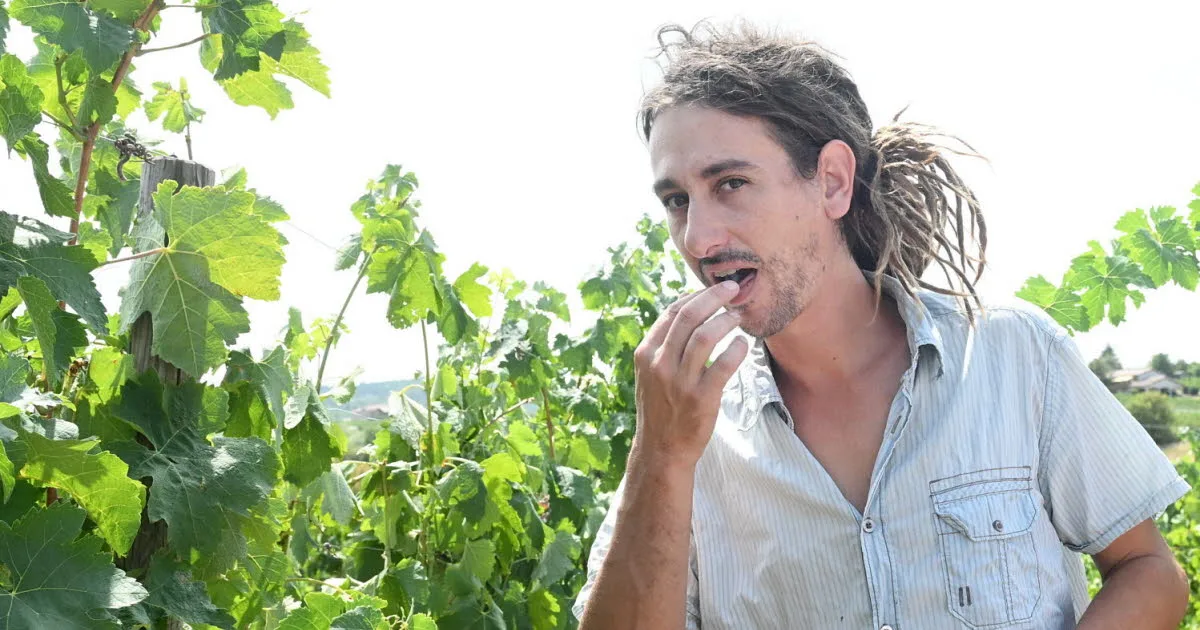 Loire. « La norme de la mi-septembre, c’est terminé » : les vendanges commenceront fin août