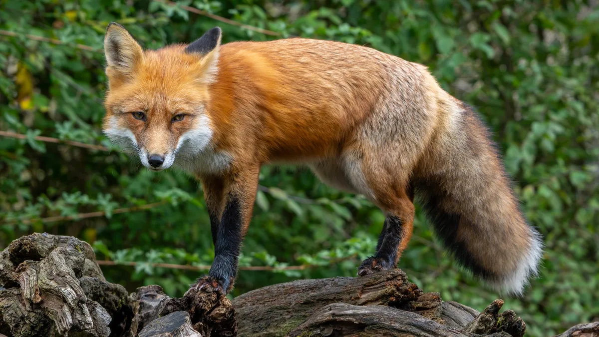 Le gouvernement publie la liste des animaux « nuisibles » pouvant être tués, la LPO outrée