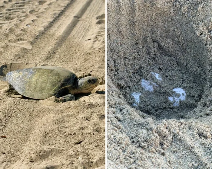 In a first, olive ridley turtles spotted nesting on California’s beaches