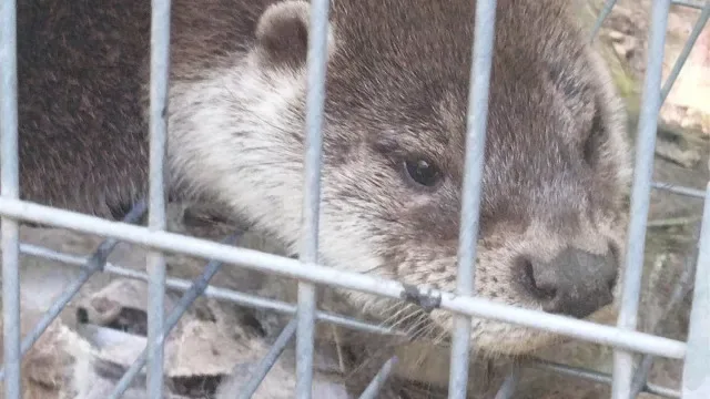 Lontra presa em armadilha resgatada pela GNR em Amarante
