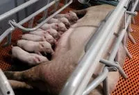 Camari mira expansão em SP e prevê produzir 25 toneladas de carne por dia