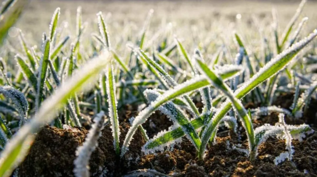 En el inicio de la primavera, las heladas impactaron con fuerza y generan preocupación en el sector agrícola
