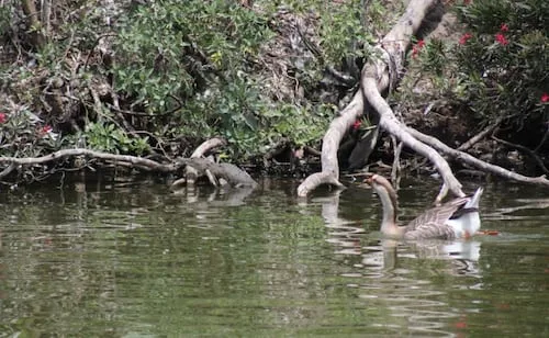 Esta es la historia de Baltazar, el cocodrilo poblano; fue abandonado en una laguna
