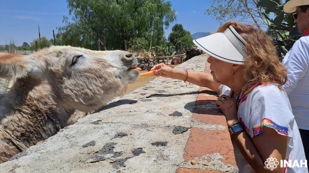 El santuario de burros de Otumba y otros destinos que podrás conocer con los Paseos Culturales del INAH