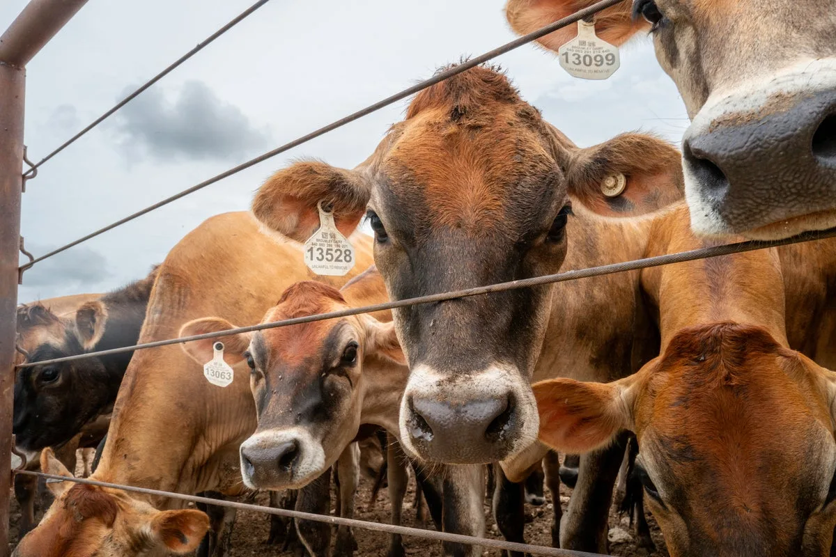 Trump says he’ll flood US market with beef as steak prices skyrocket