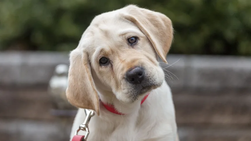 Estos son los cambios de rutina que puedes hacer para mejorar la vida de tu perro