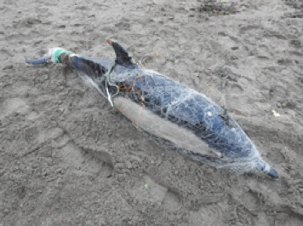 Las redes de pesca siguen como la principal causa de muerte de delfines en Cornualles