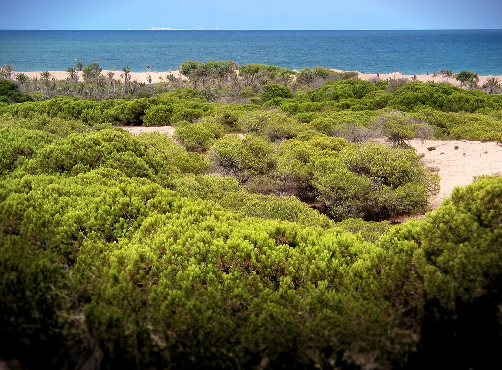 En 1900, un ingeniero asumió una tarea titánica contra el desierto: hoy su obra es un bosque de 800 hectáreas frente al Mediterráneo