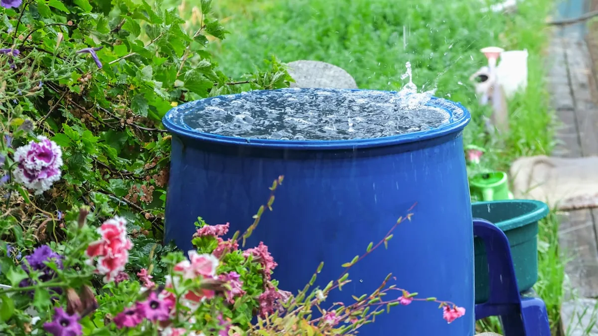 Regenwasser richtig nutzen - Warum man die Regentonne regelmäßig säubern sollte