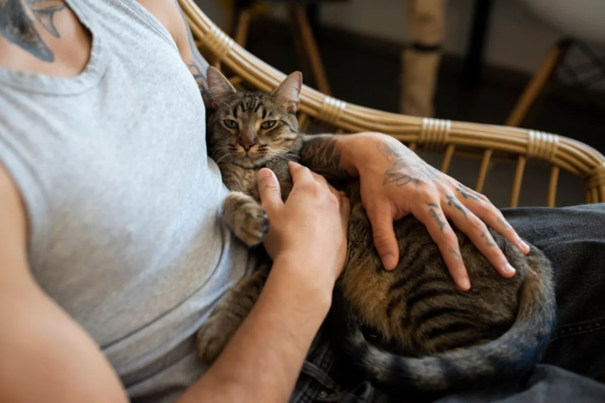 Por qué se le dice “michi” a los gatos: el origen de la palabra que repetís todo el tiempo