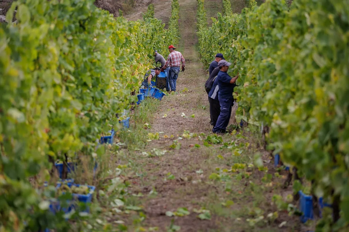 Governo cria nova linha de crédito de 110 milhões para produtores vinícolas