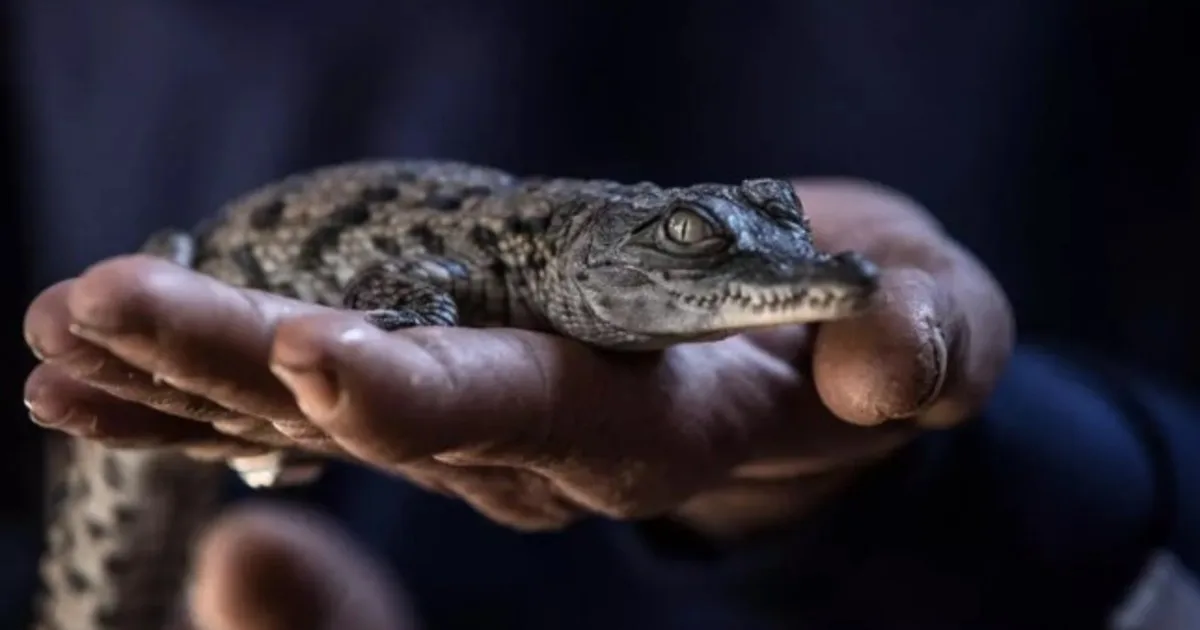 Debido a las sucesivas olas de calor nacieron al mismo tiempo diez cocodrilos del Nilo
