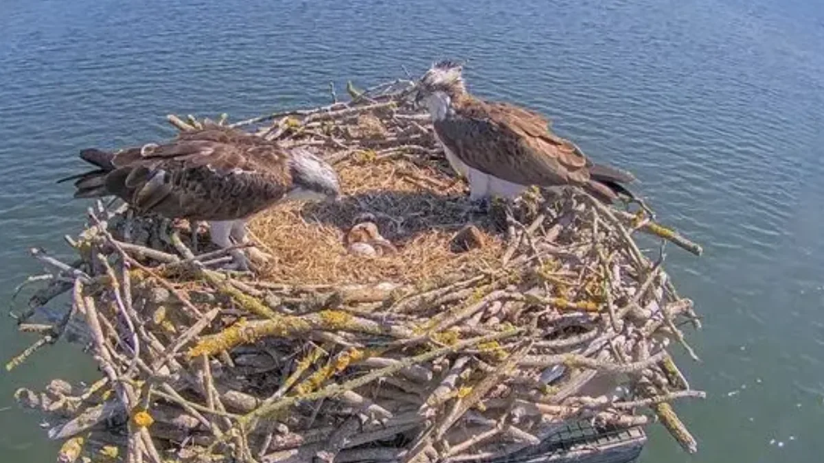 England brought back ospreys after 149 years; 300 chicks have now fledged
