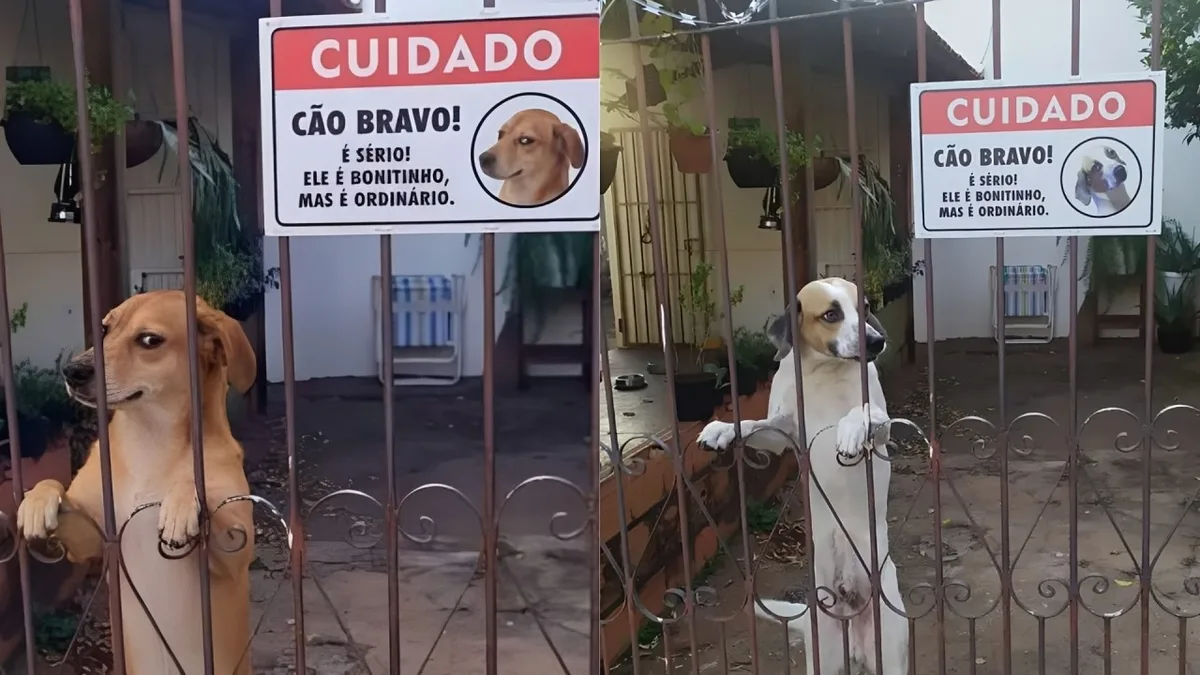 Quatro anos após viralizar, vira-lata 'bonitinho, mas ordinário' vira caramelo em cópia feita por IA: ‘Trocaram até a carinha’, diz tutora