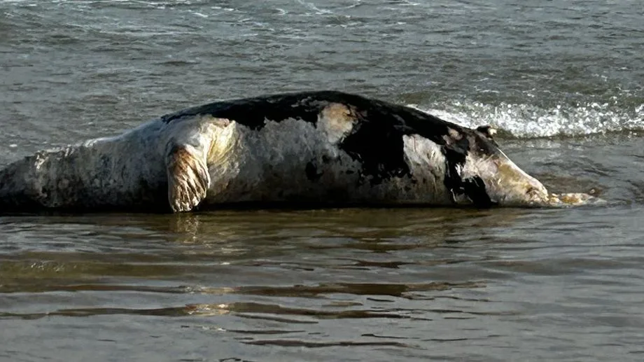 Dans le pays de Saint-Malo, un deuxième phoque découvert mort en cinq jours seulement sur la Côte d'Emeraude