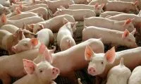 Smithfield lucra US$ 238 mi no 2º tri, com avanço na produção de suínos