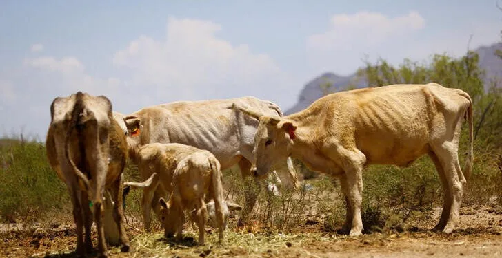Confangan propone uso de drones agrícolas para ahorrar insumos