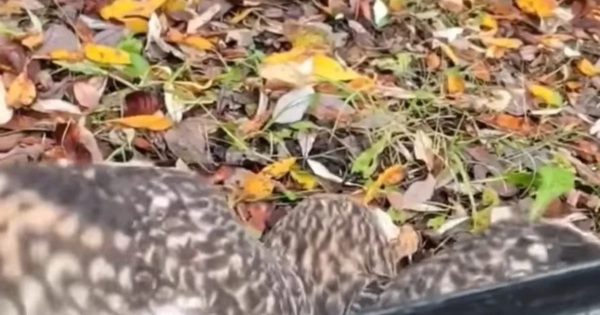 Un búho rescatado volvió a volar libremente en la naturaleza tras recuperarse de una lesión en la pata